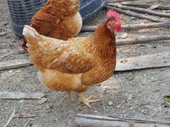 ISA Brown Chicken