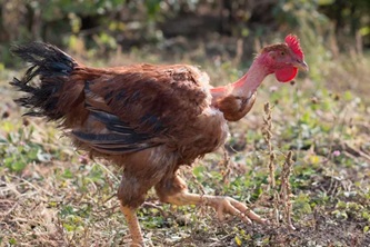 Naked Neck chicken