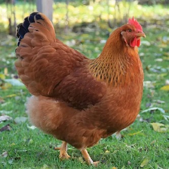New Hampshire Red chicken