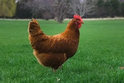 Rhode Island Red Chicken