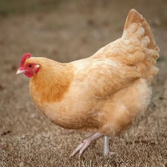Buff Orpington Chicken