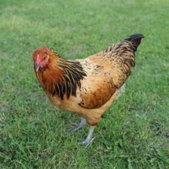 Easter Egger Chicken