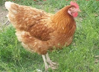 Golden Comet chicken hen
