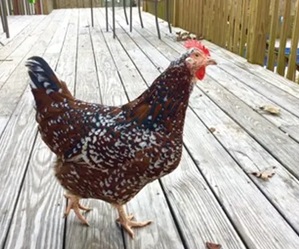 Sussex chicken