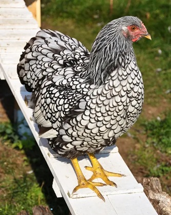 Silver Laced Wyandotte Chicken